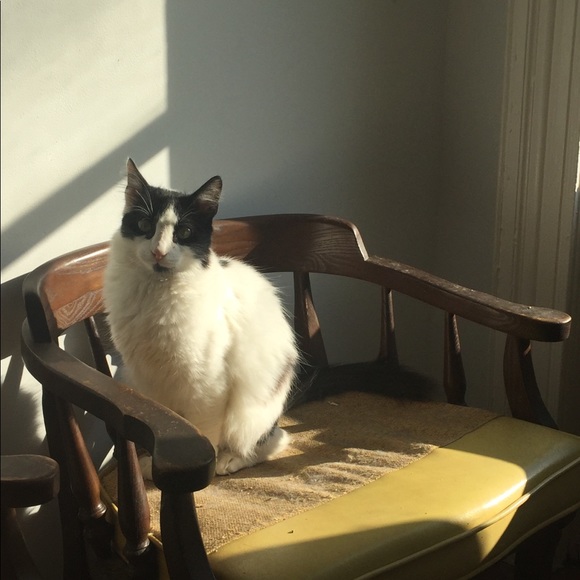 katzenout